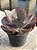 Echeveria chocolate ruffles G (sem raiz) - Imagem 2