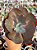 Echeveria chocolate ruffles G (sem raiz) - Imagem 1