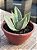 Sansevieria hahnii ‘Silver frost’ - Imagem 2