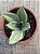 Sansevieria hahnii ‘Silver frost’ - Imagem 3