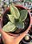 Sansevieria hahnii ‘Silver frost’ - Imagem 1