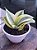 Sansevieria trifasciata - Imagem 2