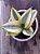 Sansevieria trifasciata - Imagem 3