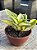 Sansevieria trifasciata - Imagem 2