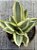 Sansevieria trifasciata - Imagem 3
