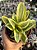Sansevieria trifasciata - Imagem 1