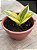 Sansevieria trifasciata - Imagem 2