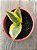 Sansevieria trifasciata - Imagem 3