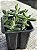 Delosperma echinatum - Imagem 2