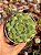 Echeveria dondo - Imagem 1