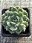 Echeveria dondo - Imagem 3