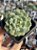 Echeveria dondo - Imagem 1
