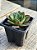 Echeveria seiten botan - Imagem 2
