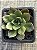 Echeveria seiten botan - Imagem 3