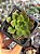 Echeveria seiten botan - Imagem 1