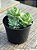 Echeveria derenbergii - Imagem 2