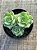 Echeveria derenbergii - Imagem 3