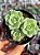 Echeveria derenbergii - Imagem 1