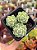 Echeveria derenbergii - Imagem 1