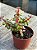Portulaca afra tricolor - Imagem 2