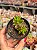 Sedum rubrotictum - Imagem 1