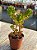 Sedum rubrotictum - Imagem 2