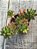 Sedum rubrotictum - Imagem 3