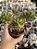 Sedum rubrotictum - Imagem 1