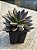 Echeveria serrana - Imagem 2