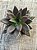 Echeveria serrana - Imagem 3