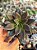 Echeveria serrana - Imagem 1