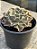 Echeveria domingos - Imagem 2