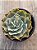 Echeveria domingos - Imagem 3