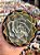 Echeveria domingos - Imagem 1