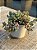 Sedum blue carpet - Imagem 2