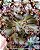 Echeveria crescent spring - Imagem 2