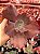 Echeveria crescent spring - Imagem 1