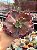 Echeveria crescent spring - Imagem 1