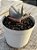 Echeveria crescent spring - Imagem 2