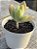 Kalanchoe tomentosa var. - Imagem 2