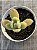 Kalanchoe tomentosa var. - Imagem 3