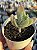Kalanchoe tomentosa var. - Imagem 1