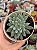 Echeveria lemon juice - Imagem 1