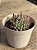 Echeveria lemon juice - Imagem 2