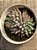 Echeveria lemon juice - Imagem 3