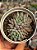 Echeveria lemon juice - Imagem 1