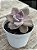 Graptoveria snow white - Imagem 2