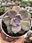 Graptoveria snow white - Imagem 1
