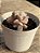 Graptoveria margareth rose - Imagem 2