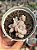 Graptoveria margareth rose - Imagem 1